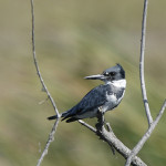 Belted Kingfisher