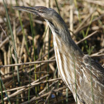 American Bittern