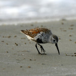 Dunlin