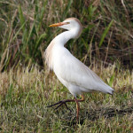 Cattle Egret