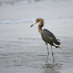 Reddish Egret