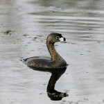 Pied-billed Grebe