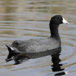 American Coot