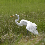 Great Egret