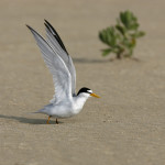 Least Tern