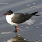 Laughing Gull