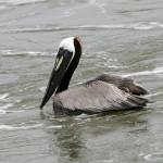 Brown Pelican