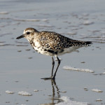 Black-bellied Plover