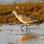 Marbled Godwit