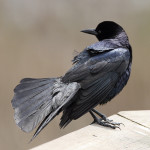 Boat-tailed Grackle