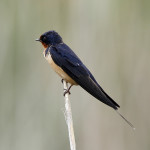 Barn Swallow