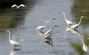 Great Egret