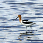 American Avocet