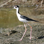 Black-necked Stilt