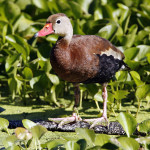 Black-bellied Whistling Duck