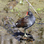 Common Moorhen