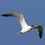 Caspian Tern