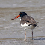 American Oystercatcher