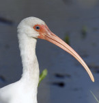 White Ibis