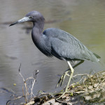 Little Blue Heron