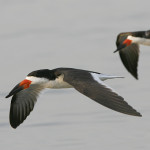 Black Skimmer