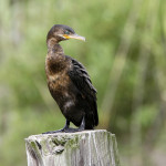 Neotropic Cormorant