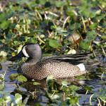 Blue-winged Teal