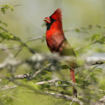 Northern Cardinal