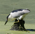 Black-crowned Night-Heron