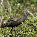 White-faced Ibis