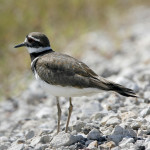 Killdeer