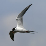 mmon Tern