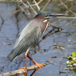 Green Heron