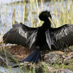 Anhinga