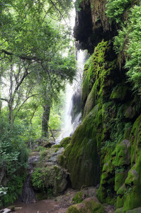 The grotto of moss and ferns at Gorman Falls