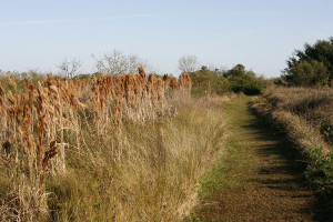 Trail on the bay side of Galveston Island State Park