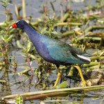 Purple Gallinule