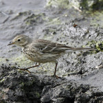 American Pipit