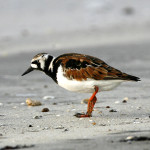 Ruddy Turnstone