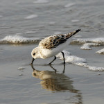 Sanderling