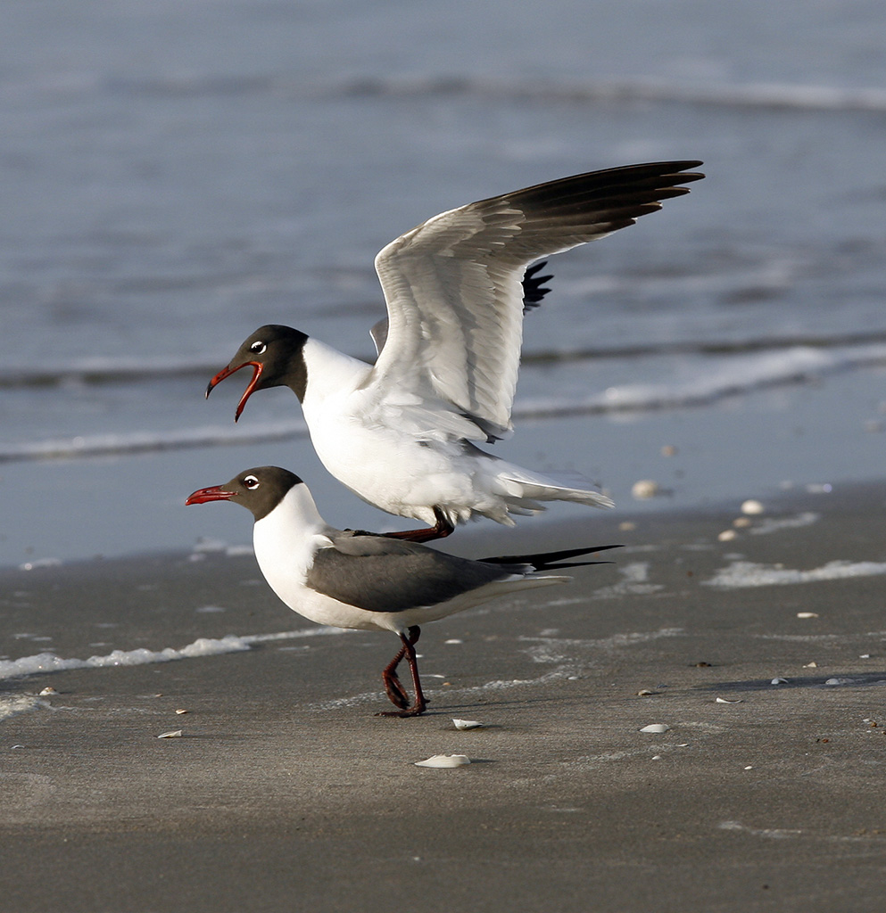 voyeuring sex on beach