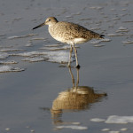 Willet