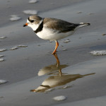 Piping Plover