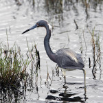 Tri-colored Heron