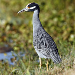 llow-crowned Night Heron