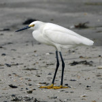 Snowy Egret