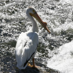 American White Pelican