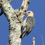 Red-bellied Woodpecker