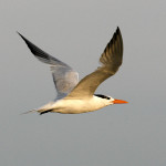 Royal Tern