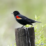 Red-winged Blackbird